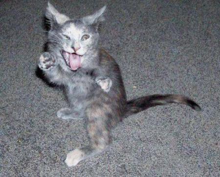 chat